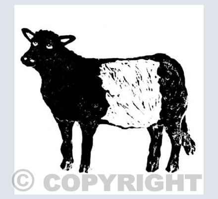Beltie