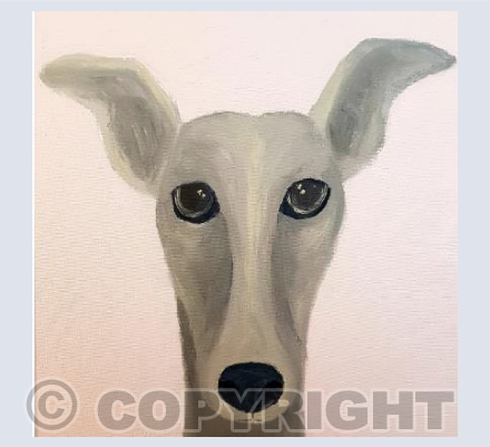 Grey Whippet