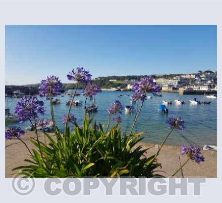 agapanthus st ives harbour