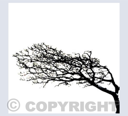Windy Tree 3