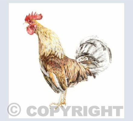 Cockerel Call 