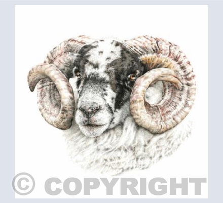 Scotch Horn