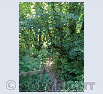  St. Meilyr’s Church, Llys-y-frân                     Old Path 