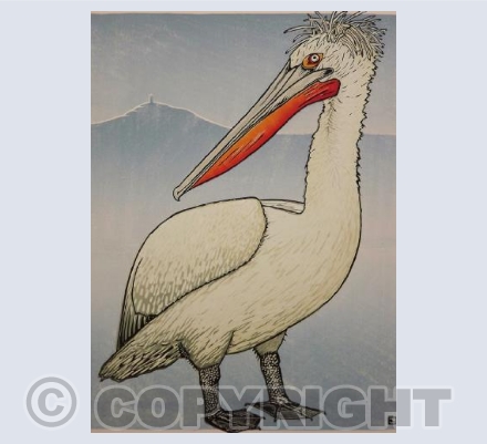 Somerset Pelican