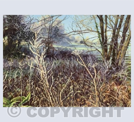 Cold Light