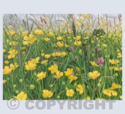 Buttercups and Clover