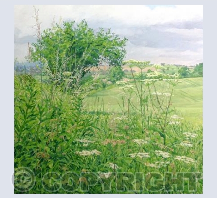Field with Hogweed