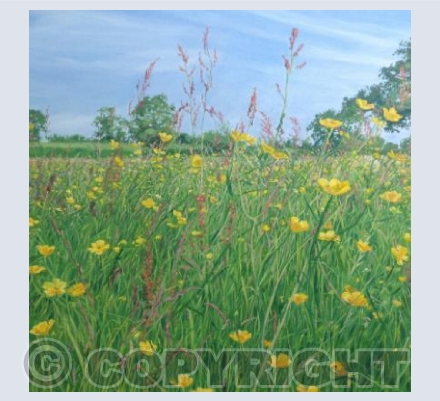 Buttercups