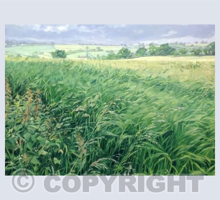 Barley  Field