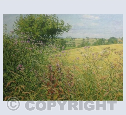 Field Edge with Grasses
