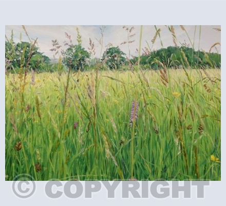 Summer Meadow