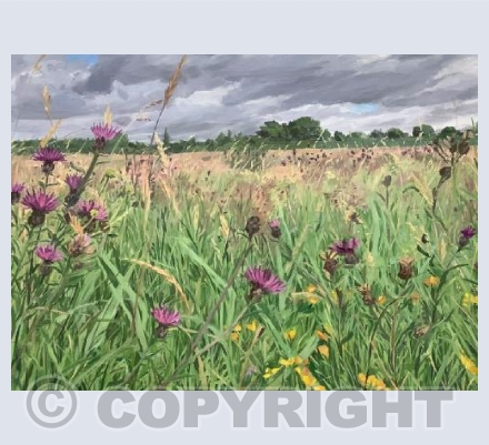 Meadow with Knapweed