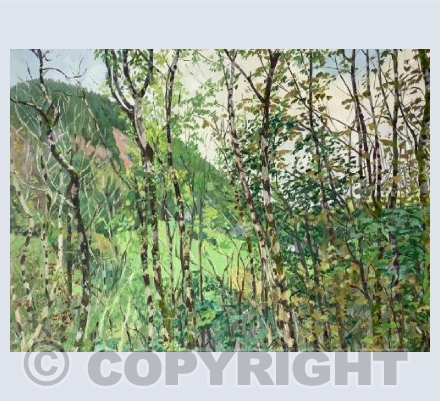 Birches