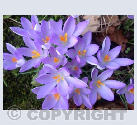 Crocus