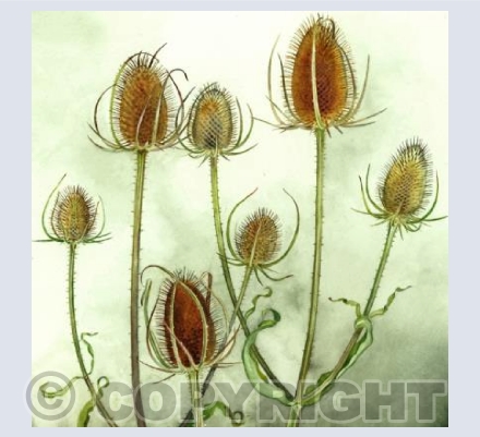 Teasels
