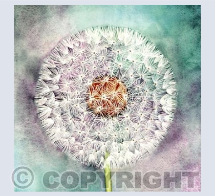 Dandelion Clock