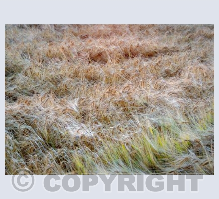 Palimpsest - 1264