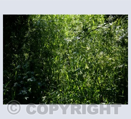 Palimpsest - 0643