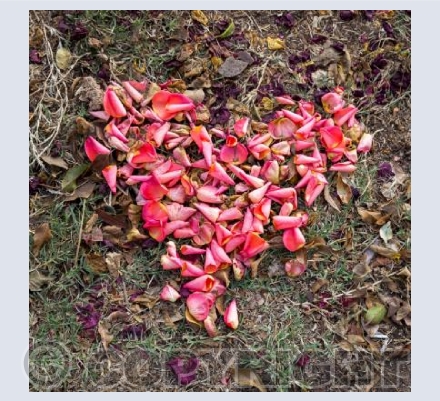 Hearts in Nature 9
