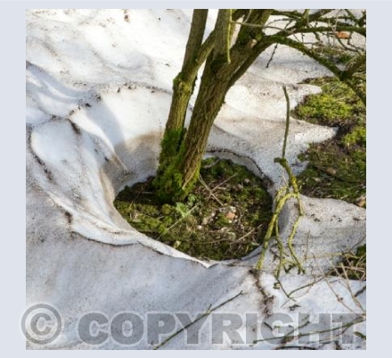 Hearts in Nature 12