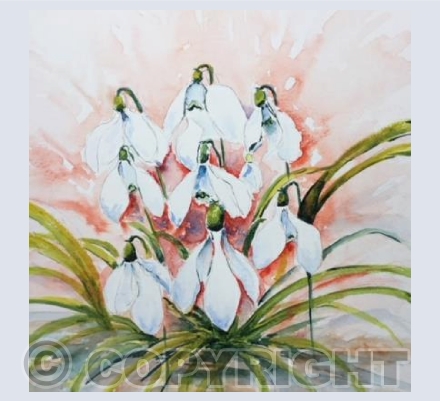 Snowdrops in snow