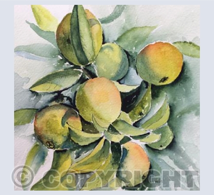 Seville Oranges Ripening