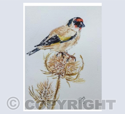 Goldfinch
