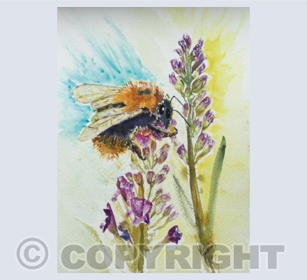 Bee Feeding