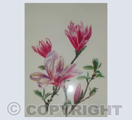 Magnolias A'Bloom