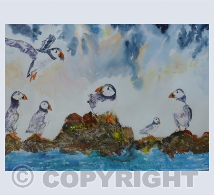 Puffins feeding