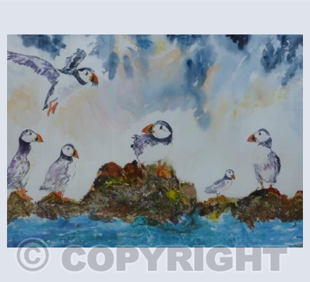 Puffins Galore.50