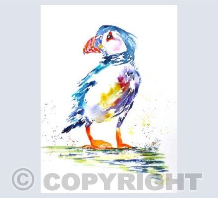 Puffin Joy