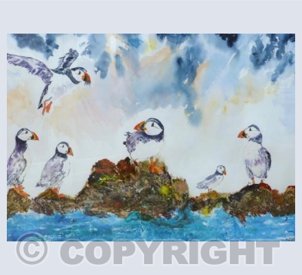 Puffins feeding