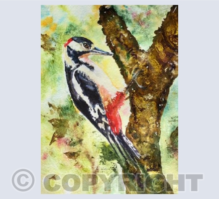Woodpecker About