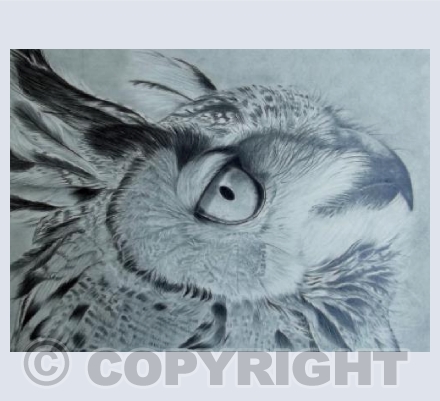 eagle owl