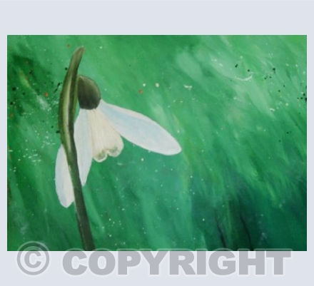 snowdrop