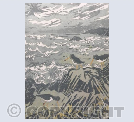 Oyster catchers at Lee Bay 