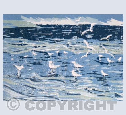 Gulls at Woolacombe 
