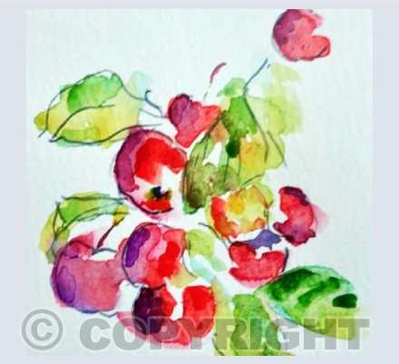 Cherries in the Sun
