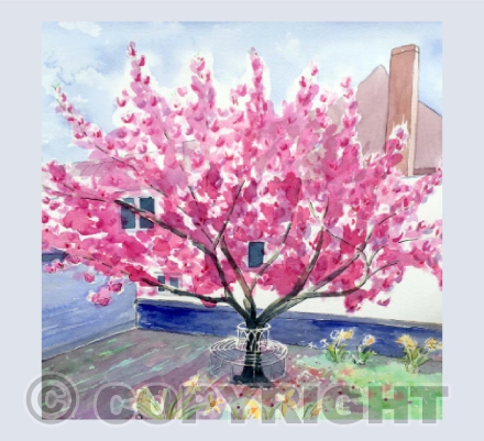 Magnolia, Silverton