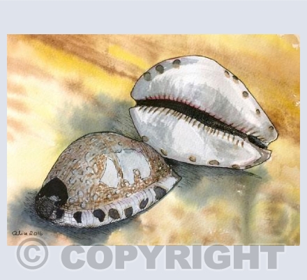 Cowrie shells