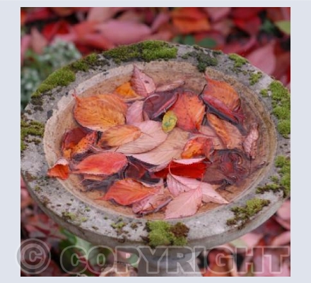 Autumn birdbath