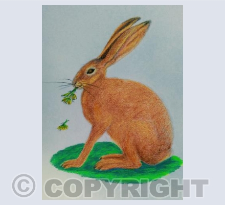 Hare Eating Daisy