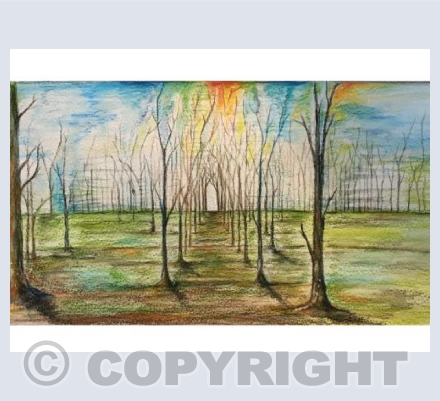 Colourful woodlands 
