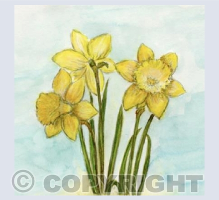 Spring daffodils 