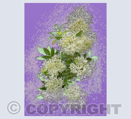 Flowering Elder