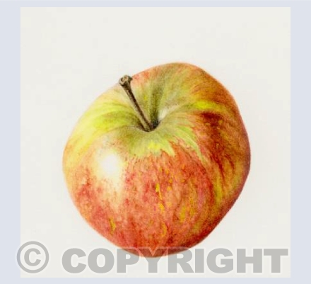 single apple