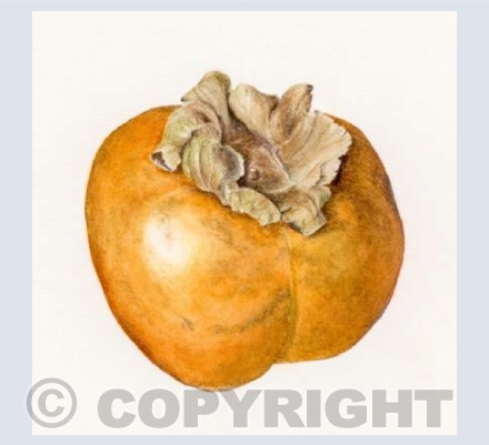 single sharon fruit