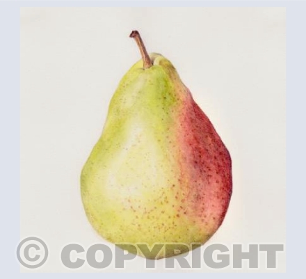 single pear