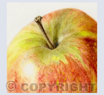 single apple (detail 1)